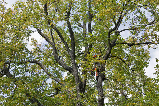 Best Seasonal Cleanup  in USA